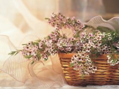 治療膀胱的費用