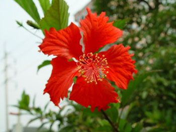 冶煉工人為何易患男性不育?